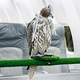 The Falcon Master